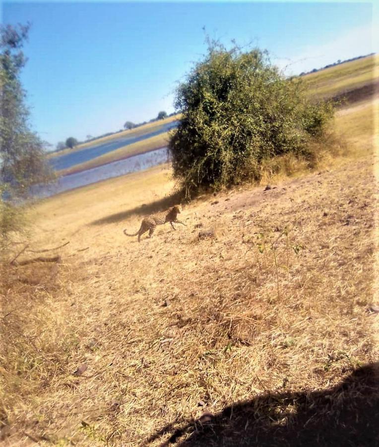 Xhabe Safari Lodge Chobe Muchenje Экстерьер фото